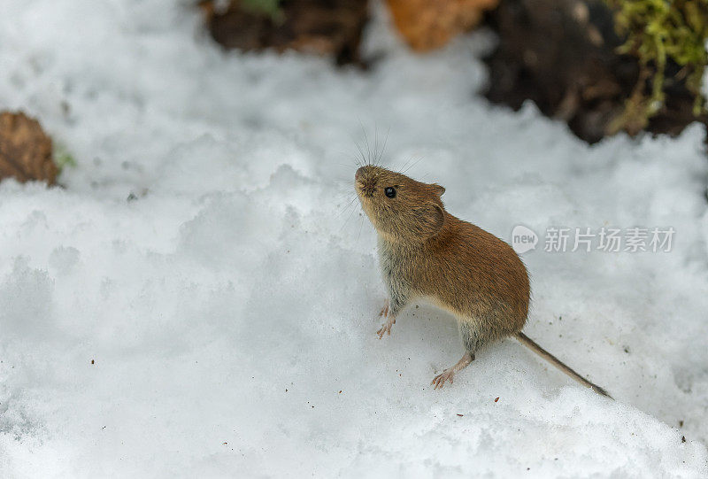 可爱的银行田鼠（Myodes glareolus）